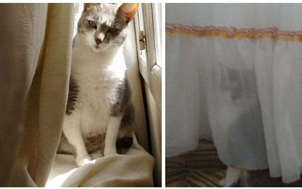 Hành động kỳ quặc của các “boss” mèo khiến “sen” dở khóc dở cười