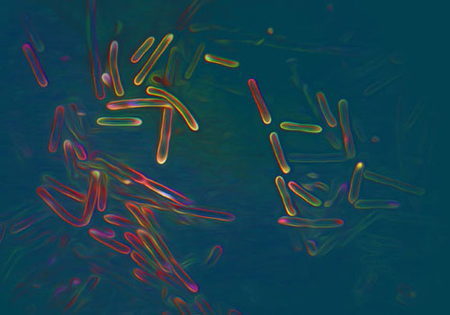 Tìm ra loài từng biến đổi Trái Đất hơn 1 tỉ năm trước, sống khỏe trên cây ngải cứu