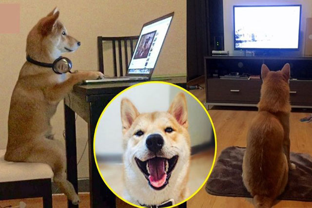 ‘Chó nhìn thấy gì khi xem tivi?’ và đây là câu trả lời