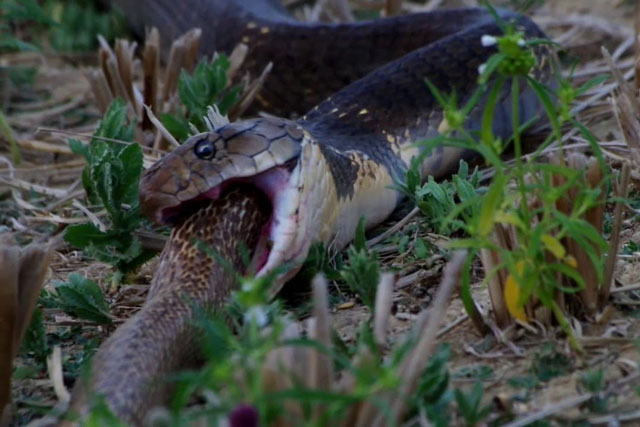 CLIP: Trốn kỹ trong hang, rắn độc bậc nhất thế giới vẫn bị hổ mang chúa ‘diệt gọn’