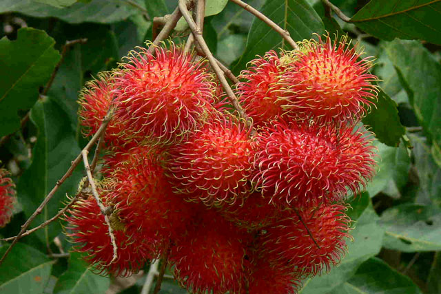 Tác dụng tuyệt vời của quả chôm chôm có thể bạn chưa biết