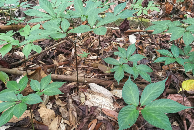 Nhiều cây dược liệu giúp nông dân miền núi "đổi đời"