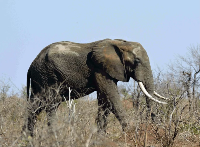 Trốn kiểm lâm gặp phải voi, kẻ săn trộm bị giẫm đạp tới chết