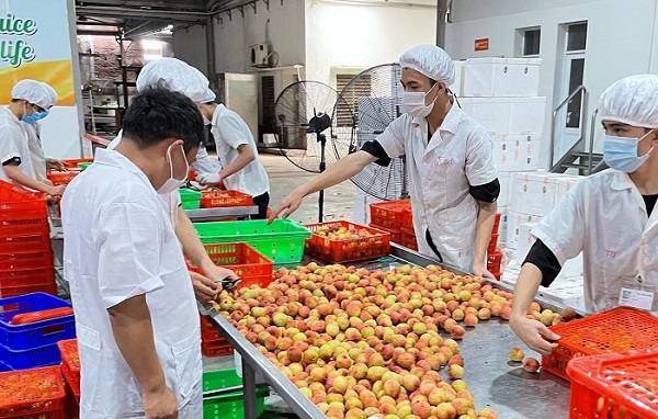 Khử khuẩn vải thiều, đảm bảo an toàn tuyệt đối trước khi xuất khẩu sang Nhật 