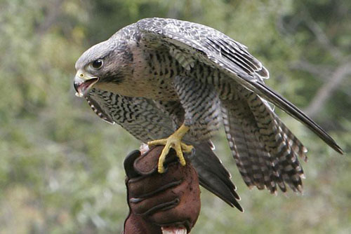 Loài chim nào tinh mắt nhất thế giới, có thể bay 322 km/giờ?