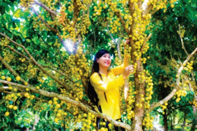 Mùa dâu Hạ Châu tại huyện Phong Điền