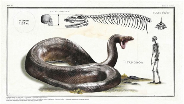 Vì sao 1/3 nhân loại lại sợ rắn và sự thật về những loài bò sát khổng lồ từng xơi tái cá voi và khủng long thời tiền sử - Ảnh 1.