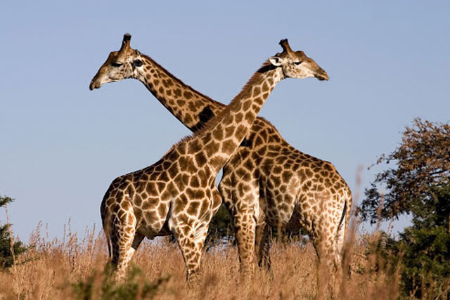 Điều gì giúp hươu cao cổ có thể đưa máu lên não qua cái cổ dài 2m? Câu trả lời sẽ khiến bạn bất ngờ