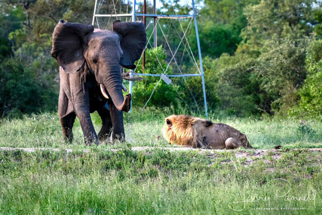 Chùm ảnh: khoảnh khắc cuối đời của vua sư tử Skar từng ngự trị đồng cỏ Nam Phi