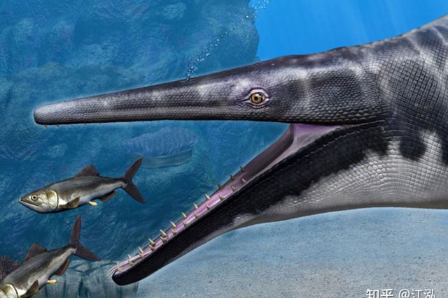 Ph&#xE1;t hi&#x1EC7;n lo&#xE0;i Th&#x1B0;&#x1A1;ng long m&#x1EDB;i s&#x1EDF; h&#x1EEF;u c&#xE1;i mi&#x1EC7;ng c&#x1EE7;a lo&#xE0;i c&#xE1; s&#x1EA5;u