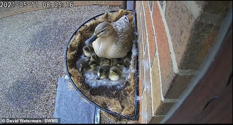 Chim lớn chiếm giỏ hoa dưới hiên nhà, đẻ liền chục trứng