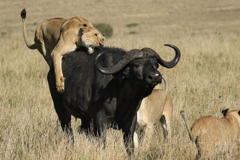 Trâu rừng đơn độc chiến 15 sư tử: Liệu có phép màu?