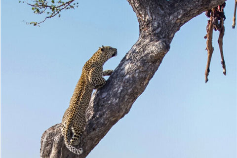 Sư tử làm điều khó tin, gieo uất hận cho báo