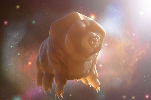 Khoa học vừa làm một thí nghiệm kinh hoàng với sinh vật "bất tử" duy nhất của Trái Đất, hãy xem chuyện gì đã xảy ra