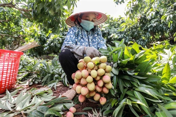 Có hay không chuyện thương lái ép giá thu mua 2.000/kg vải thiều Lục Ngạn? - Ảnh 2.