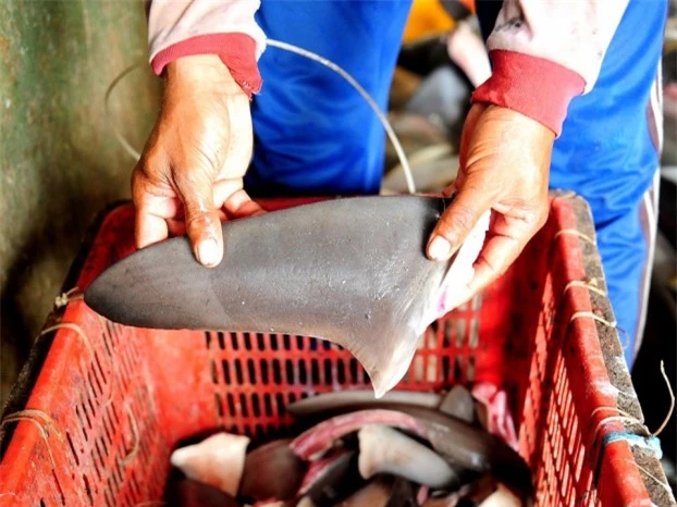   Vây cá mập Việc buôn bán và tiêu thụ vây cá mập, chủ yếu để làm súp và đồ ăn Trung Quốc đã bị cấm ở California. Đạo luật loại bỏ việc buôn bán vây cá mập thậm chí còn được đệ trình lên Thượng viện nhằm bảo vệ loài động vật này.  