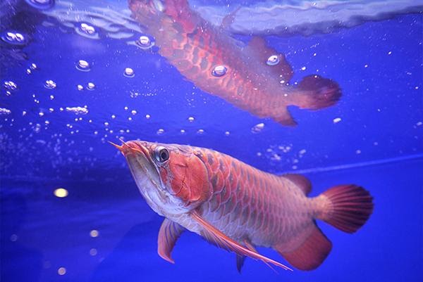 Bí mật "điên rồ" về loại cá đắt nhất thế giới, thậm chí cao hơn cả xe Ferrari: Có thật sự "hộ mệnh" cho việc kinh doanh, đem lại sự giàu không?