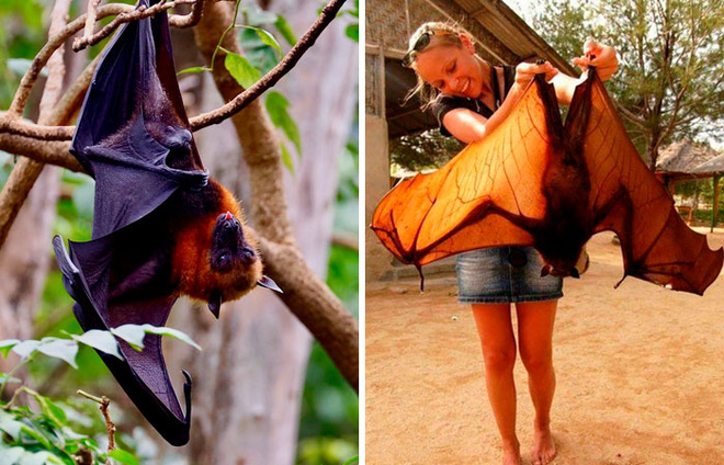 Loài dơi và những siêu năng lực bất ngờ không phải ai cũng biết