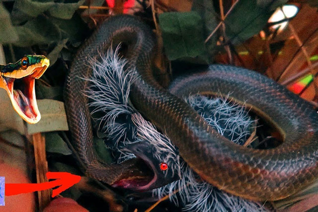 Rắn độc tấn công tổ cú mèo trên cao, cú mèo mẹ bảo vệ con bị cắn vào mặt - kết cục ra sao?