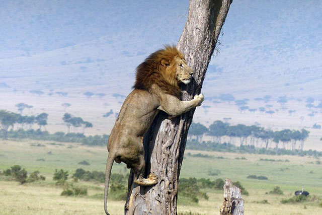 Ngạc nhiên trước cảnh “chúa sơn lâm” ôm cây sợ hãi, nhiếp ảnh gia hiểu ngay ra vấn đề khi nhìn xuống phía dưới