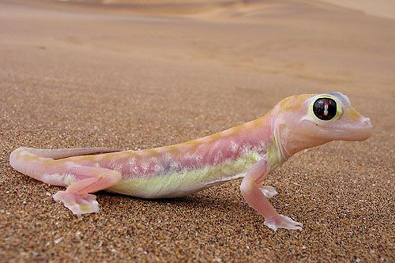 Loài tắc kè độc nhất vô nhị chuyên "uống nước bằng mắt"