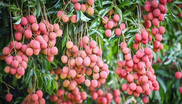 Ưu tiên cấp C/O trong thời gian sớm nhất cho nông sản xuất khẩu