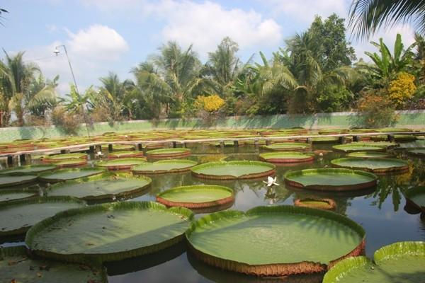 Chuyện lạ trong ngôi chùa độc nhất miền Tây