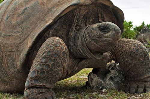 Bí quyết gì giúp rùa sống lâu, vì sao rùa thở được bằng mông?