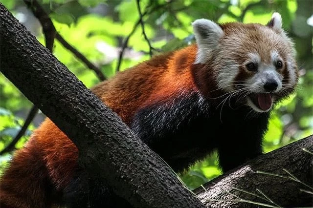 1001 thắc mắc: Dãy Himalaya hình thành thế nào, mỗi năm nó cao thêm bao nhiêu? ảnh 3