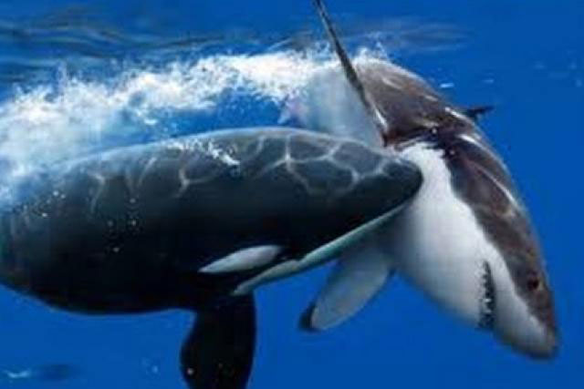 CLIP: So sánh lực cắn của con người với các loài động vật khác