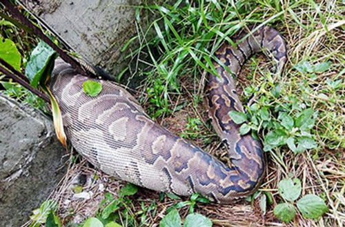 Trăn 'khủng' mắc kẹt giữa hàng rào vì bụng to bất thường, chủ nhà đau lòng khi nhìn rõ thứ nó đã nuốt