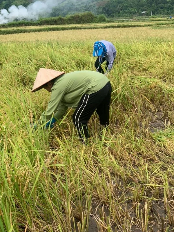 Đoàn Thanh niên và nhân dân thị xã Mường Lay tổ chức gặt lúa hộ các gia đình đang trong diện cách ly y tế.