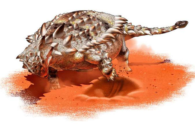Giáp long đuôi chùy - Ankylosaurid có thể là một loài ưa thích đào bới