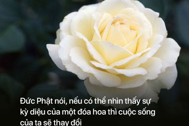 9 lời khuyên chí lý về cuộc sống mà bạn nên nghe trước khi quá muộn: Lưu ý ngay từ điều số 1