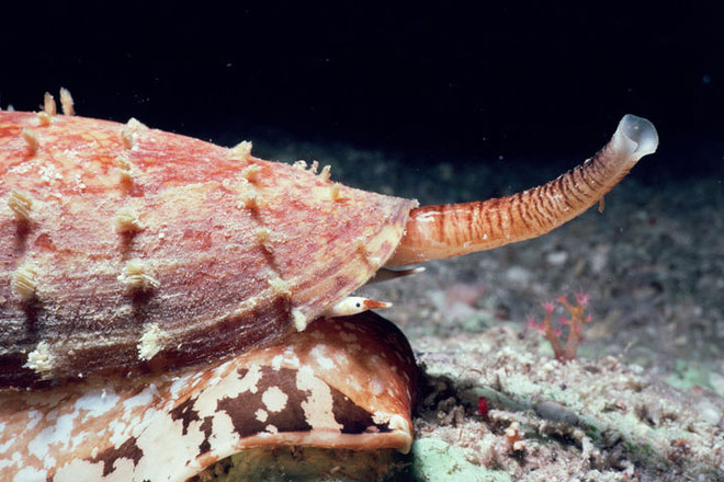 Chỉ một giọt nọc độc có thể giết chết 20 người, đây có lẽ chính là loài ốc nguy hiểm nhất thế giới