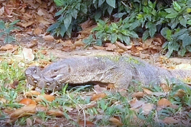 Trăn gấm bỏ mạng khi chạm trán với kỳ đà háu ăn