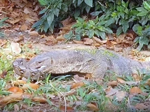 Trăn gấm bỏ mạng khi chạm trán với kỳ đà háu ăn