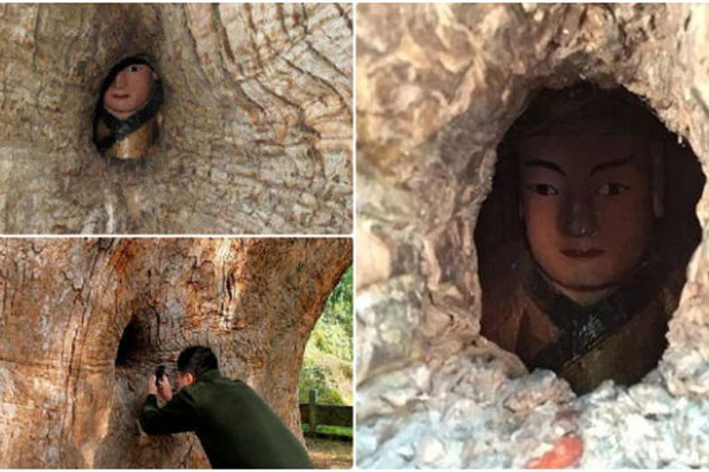 Khám phá bức tượng bí ẩn nằm trong hốc cây long não hơn 1.000 năm tuổi