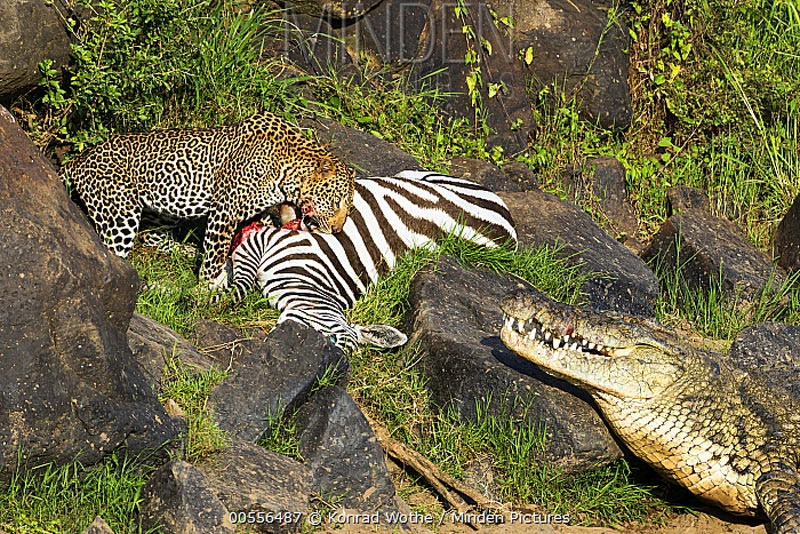 Hai kẻ săn mồi đáng sợ cùng nhau chia sẻ bữa ăn này. Hai kẻ săn mồi đáng sợ cùng nhau chia sẻ bữa ăn này.