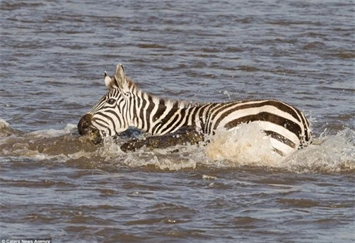 Ngựa vằn mẹ cùng con vượt sông trong chuyến di cư ở Vườn quốc gia Massai Mara, Kenya. Thế nhưng, nó bị cá sấu tấn công.