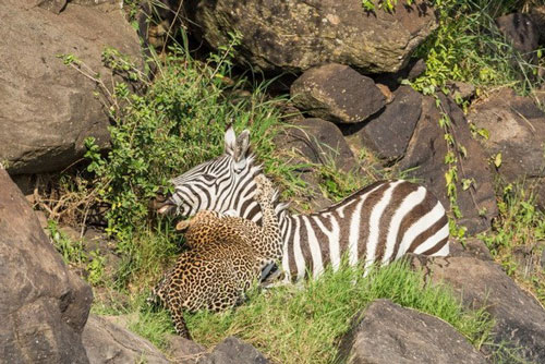 Tưởng thoát hàm cá sấu, ngựa vằn mẹ nhận kết thảm thương