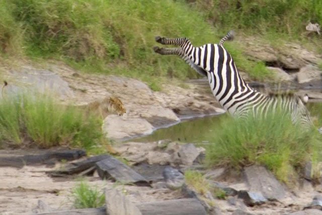 Ngựa vằn tung cú đá ‘tuyệt đỉnh’ khiến sư tử ngáo ngán rút lui