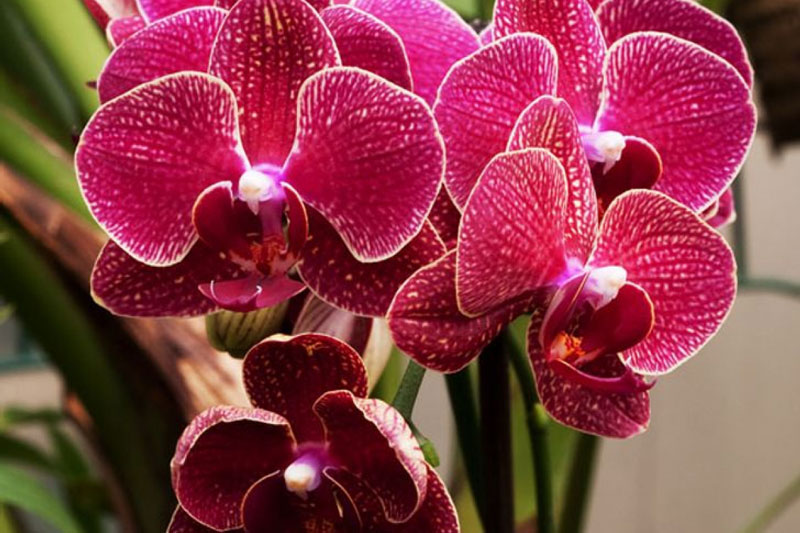 Những loại cây cảnh giúp ngôi nhà của bạn rực rỡ mà không cần chăm sóc nhiều