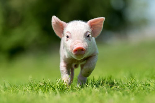 Heo, chuột và nhiều loài khác có thể thở bằng… mông