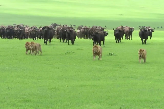 CLIP: Đàn trâu rừng kéo quân đánh đuổi 4 ‘lãnh chúa vùng đồng cỏ’