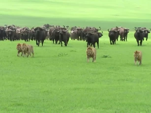 CLIP: Đàn trâu rừng kéo quân đánh đuổi 4 ‘lãnh chúa vùng đồng cỏ’