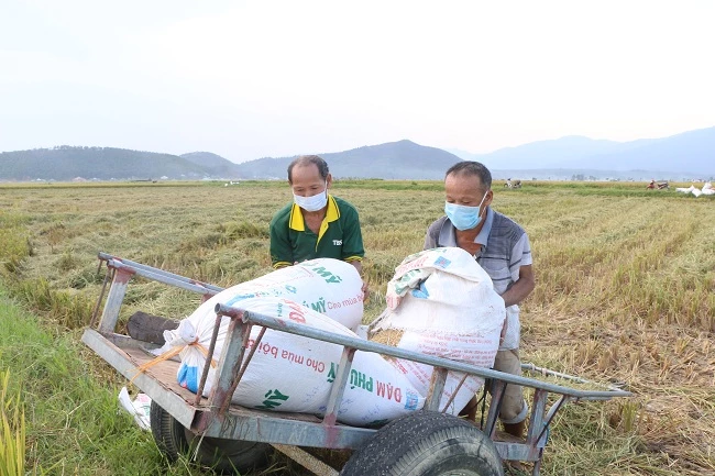 Bà con nông dân xã Hồng Lộc thu hoạch lúa với năng suất bình quân trên 3,3 tạ/sào