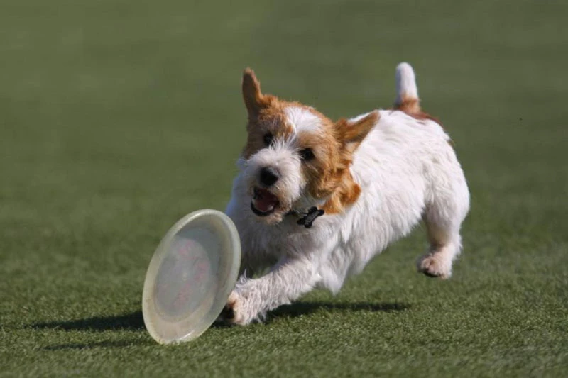 2. Chó sục Jack Russell (vận tốc tối đa: 72,4 km/h).