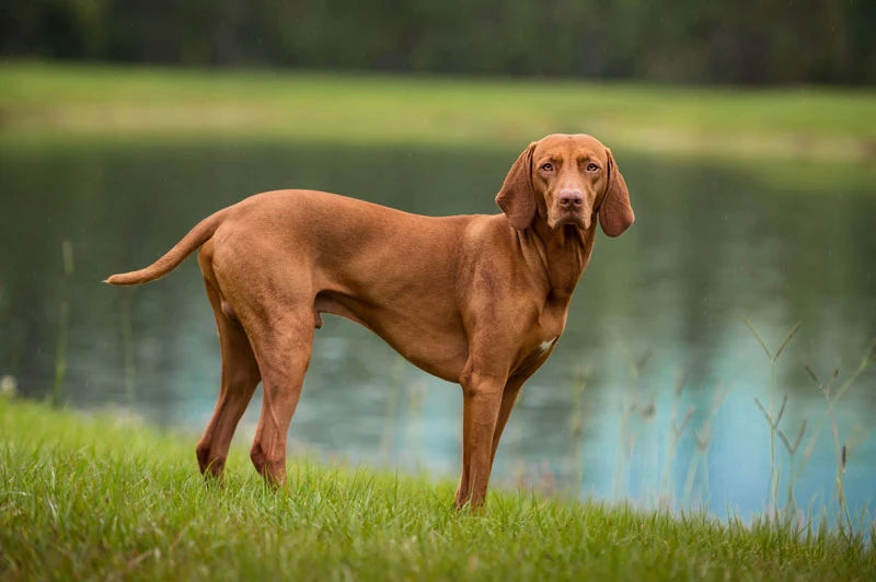 3. Vizsla (vận tốc tối đa: 71 km/h).