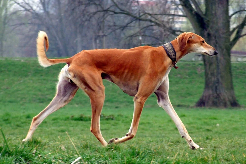 4. Saluki (vận tốc tối đa: 68,8 km/h).